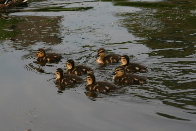 Ducklings