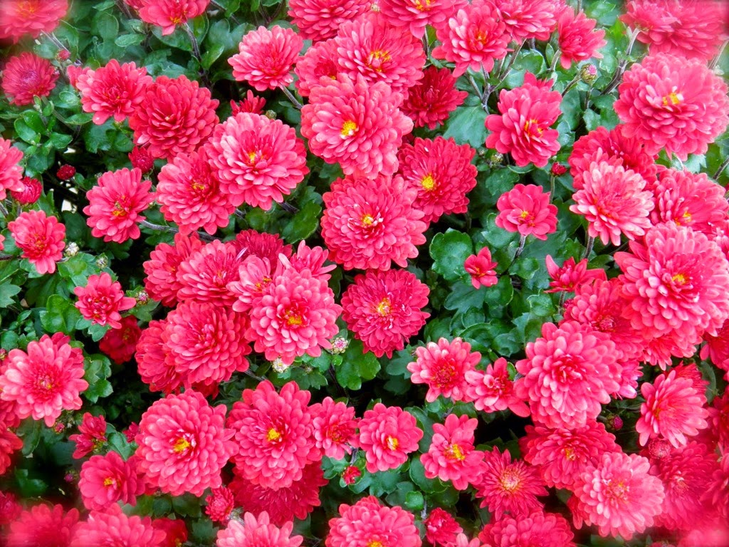 [Chrysanthemums3a4.jpg]