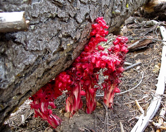 Tahoe Rim Trail (1)