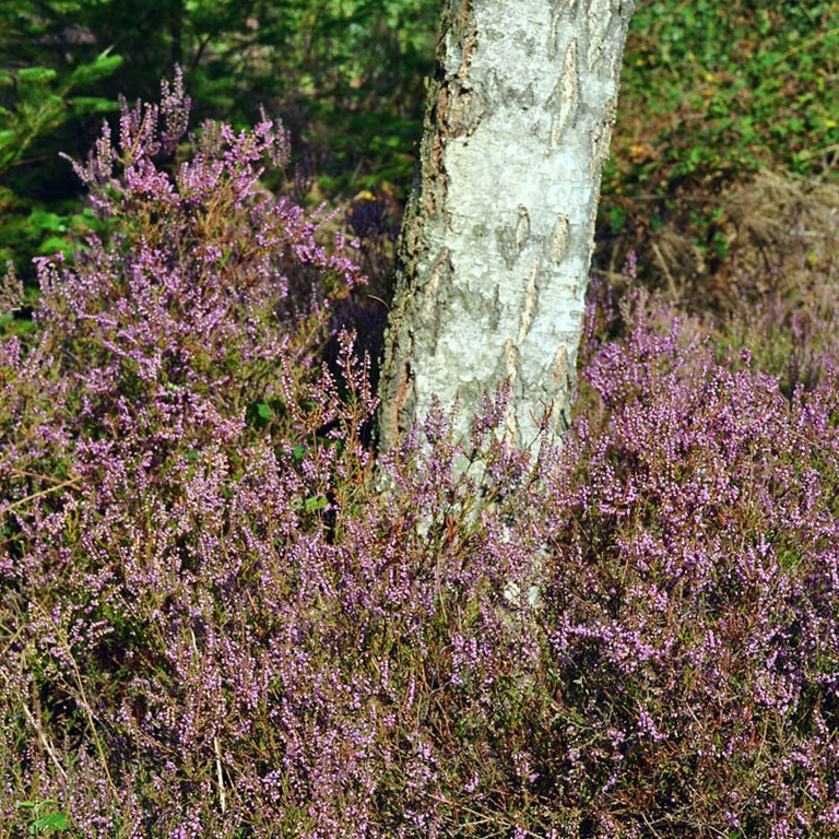 [Heather%255B3%255D.jpg]