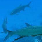 Tarpons