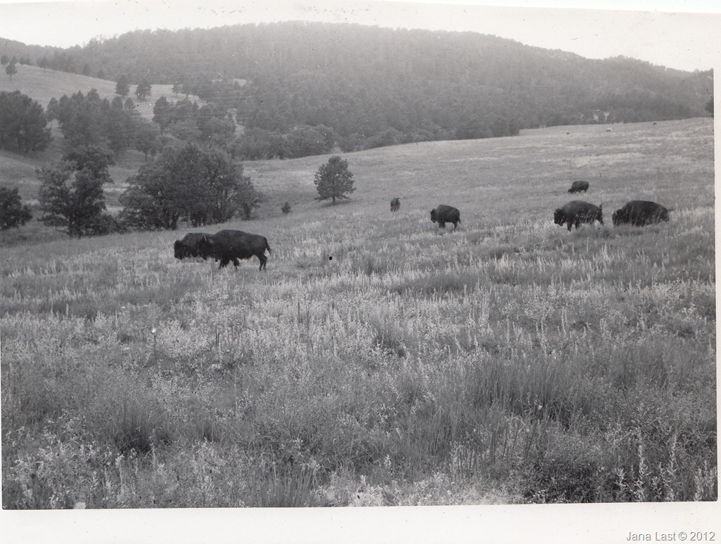 [Bison%2520in%2520Yellowstone%2520National%2520Park%252C%2520Wyoming%255B5%255D.jpg]