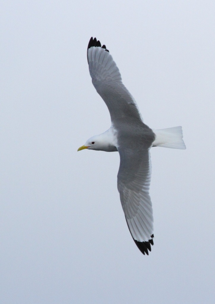 [kittiwake2%255B11%255D.jpg]