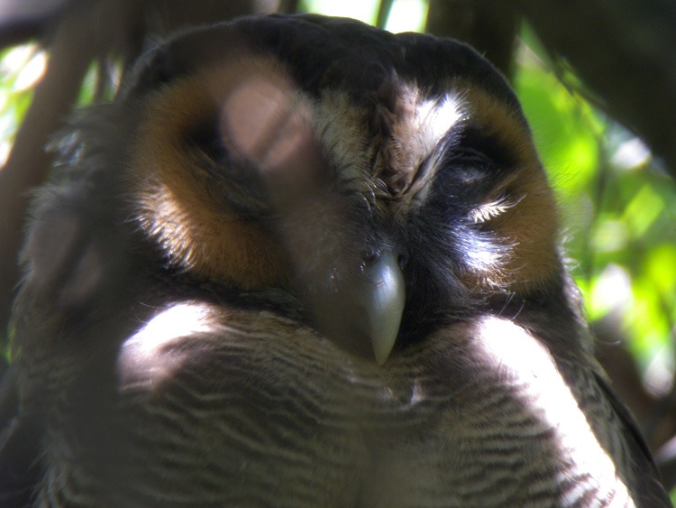 [Brown%2520Woodowl%2520ad%255B2%255D.jpg]