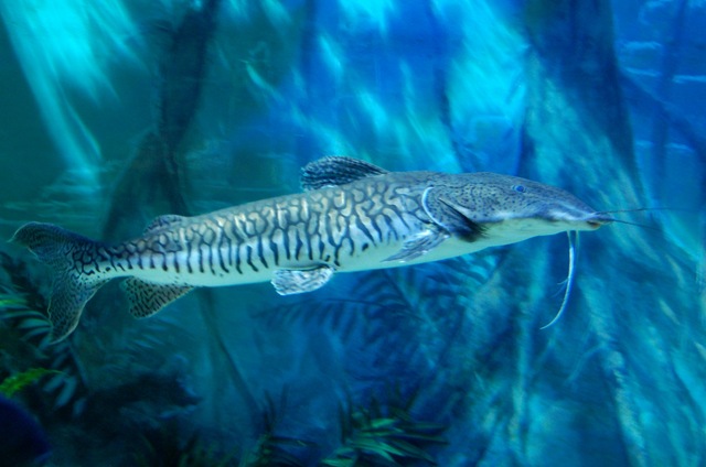 [aquarium17%255B2%255D.jpg]