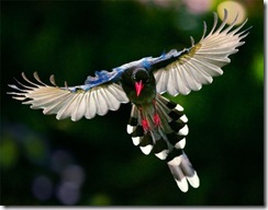 bird2 bird2
