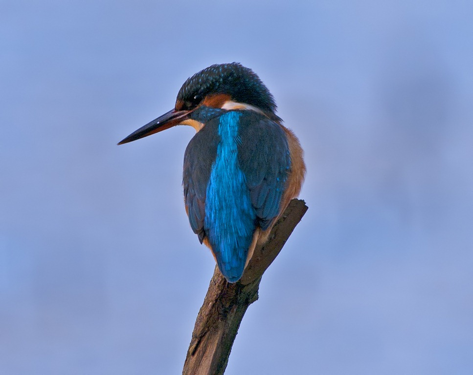 [Kingfisher_2_Redeux%255B4%255D.jpg]