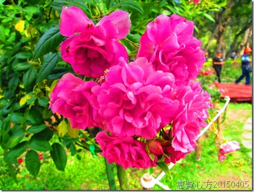 IMG_1479 IMG_1479