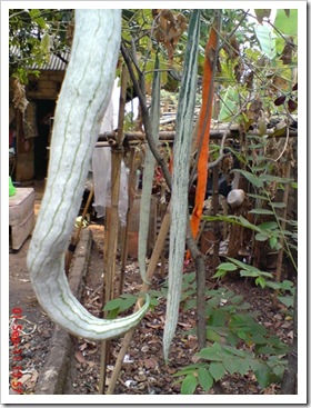 Trichosanthes cucumerina var anguina