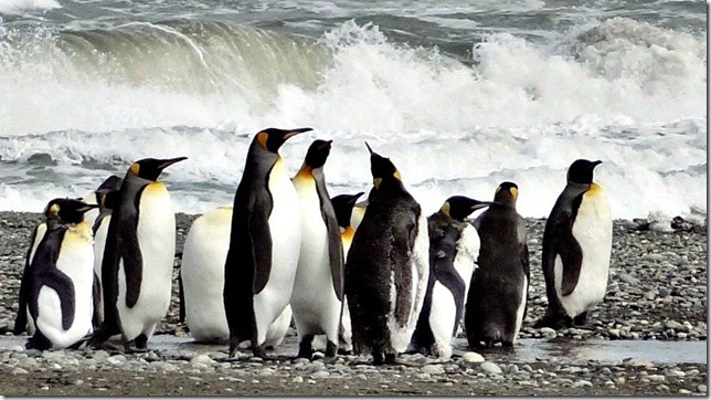 King_Penguins_DSC01023 King_Penguins_DSC01023