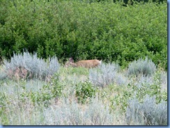 1922 Alberta - Writing-On-Stone Provincial Park - Battle Scene Trail (return) - Mule Deer