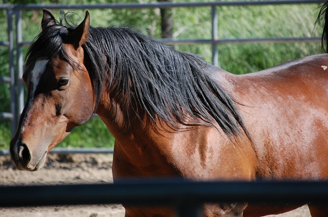 [horses2011221.jpg]
