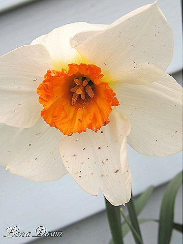 [Daffodil_Orange%255B8%255D.jpg]
