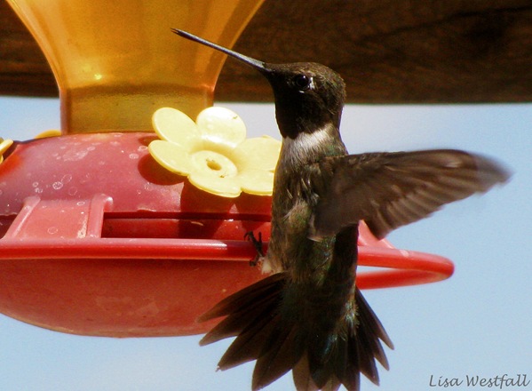 [IMG_4065%255B5%255D.jpg]