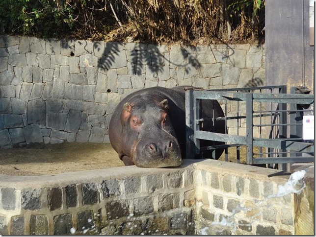 Santiago_Zoo_DSC03617 Santiago_Zoo_DSC03617