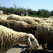 Schapen op de weg