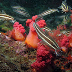 Catfish (Malapascua)