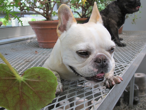 Since we've been on a gardening kick, let's check out what's blooming in the greenhouse.  See anything interesting, Franny?