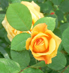 P1090046.JPG
