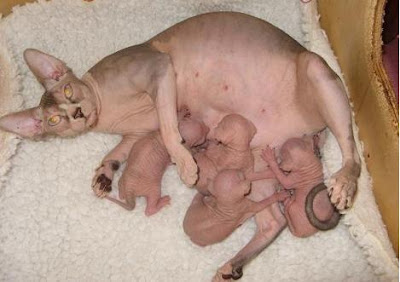 camada gato esfinge.JPG