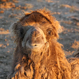 I'm not quite sure why this young camel was so shaggy.
