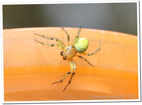 Spinne im Wacholder Spinne im Wacholder