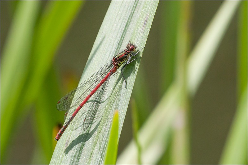 Red Damselfly