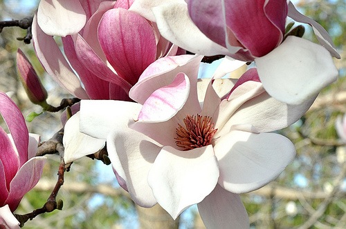 [magnolia%2520soulangiana%255B3%255D.jpg]