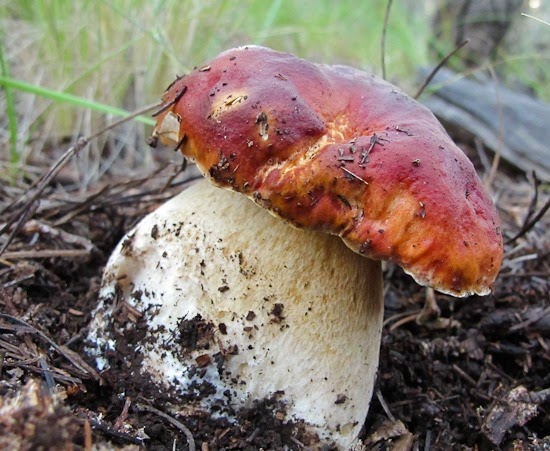 Boletus edulis-rubriceps