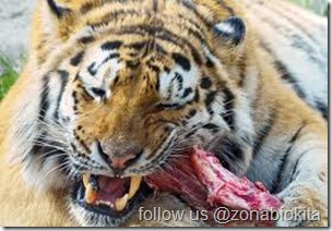 harimau makan daging