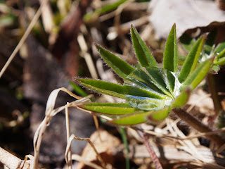 P4200480