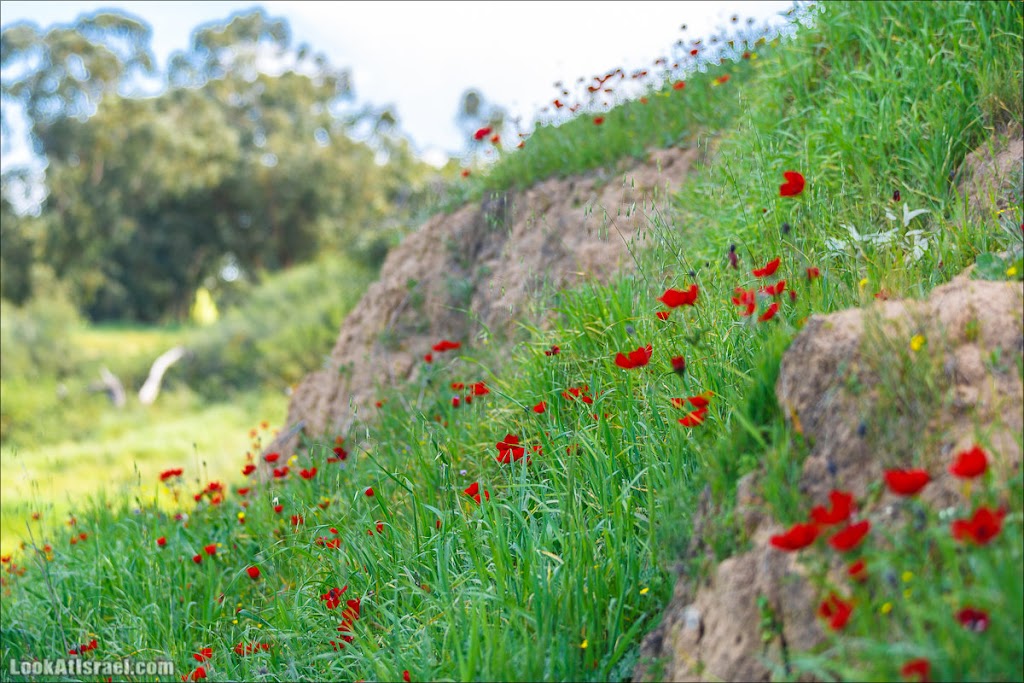 () - LookAtIsrael.com - | Red South festival of anemones in Negev | דרום אדום - קלניות בבארי () - LookAtIsrael.com - | Red South festival of anemones in Negev | דרום אדום - קלניות בבארי