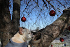 Let me see if I can find out.  Hello!  Mr Squirrel?  You know by now that this is our squirrel tree and that we love chasing you up on it.  Just what are you up to with all the decor?