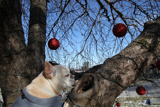 Let me see if I can find out.  Hello!  Mr Squirrel?  You know by now that this is our squirrel tree and that we love chasing you up on it.  Just what are you up to with all the decor?