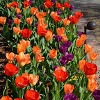 Spring Tulips 2013