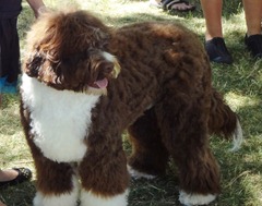 A brown and white pup I fell in love with last year at the Wooffest Dog Show in Vallejo