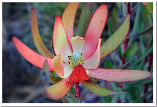 130213_Leucadendron-Safari-Sunset_02