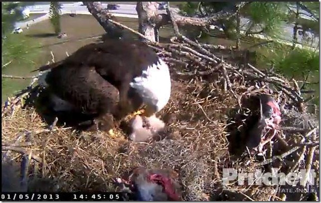 eaglecam