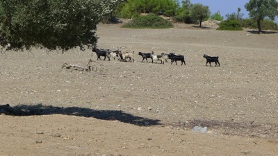 Sheep of Pedesa