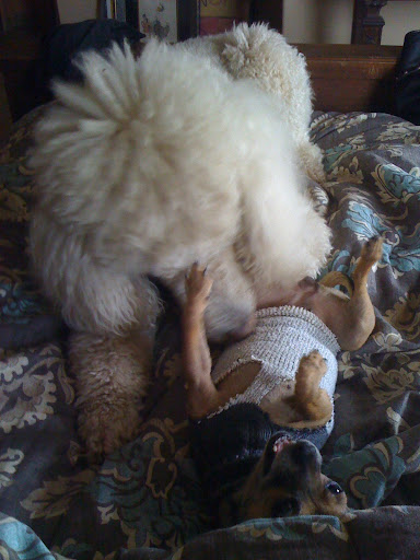 And Tyler really likes to play with me!