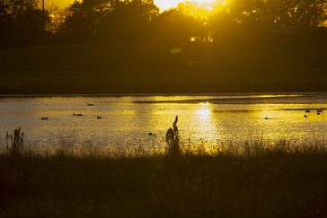 Paul D Rushing Park