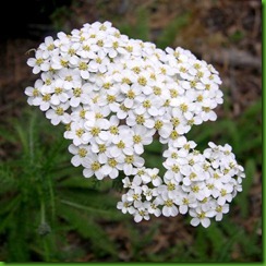 Achilea milefolium Achilea milefolium