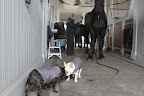 Say Sharkey - What do you say we go back home now and try not to roll in anything that will cause us to get a bath?  Deal?
