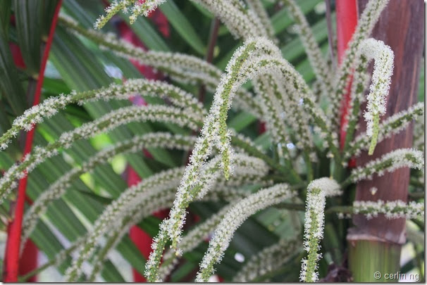 Cyrtostachys renda flower Cyrtostachys renda flower
