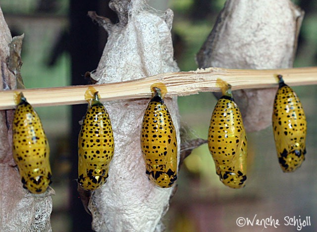 [Idea-leuconoe3%255B3%255D.jpg]