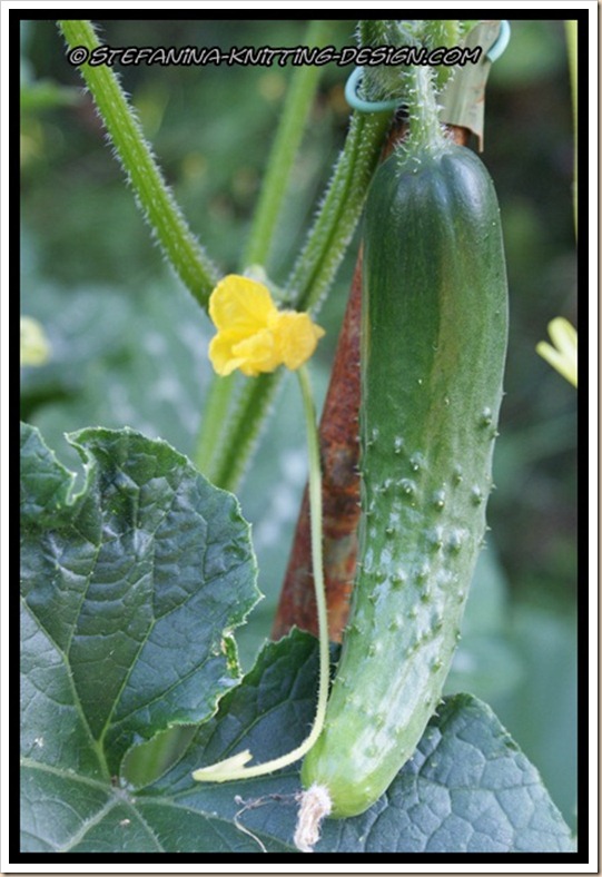 Cucumber Cucumber