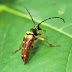 Bug_national_arboretum