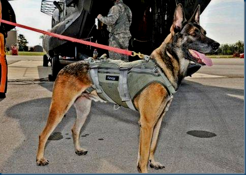 K9 Commandos K9 Commandos