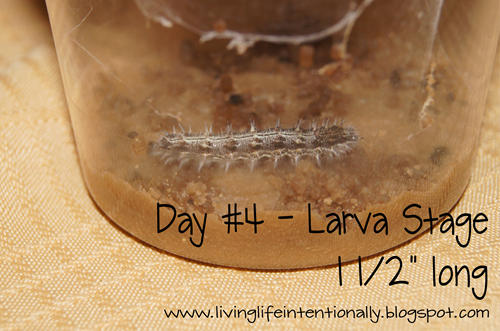 butterfly life cycle day 4 butterfly life cycle day 4