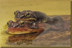 - wood frogs Mating_DSC5485 March 20, 2012 NIKON D7000